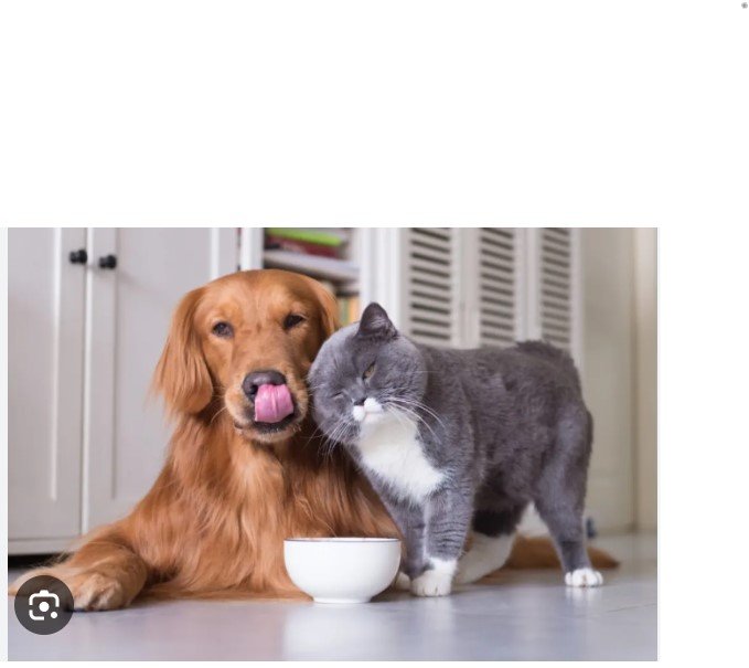 寵物移民指南：帶毛孩移居海外的完整攻略